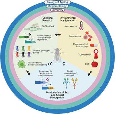 Fly immunity comes of age: The utility of Drosophila as a model for studying variation in immunosenescence